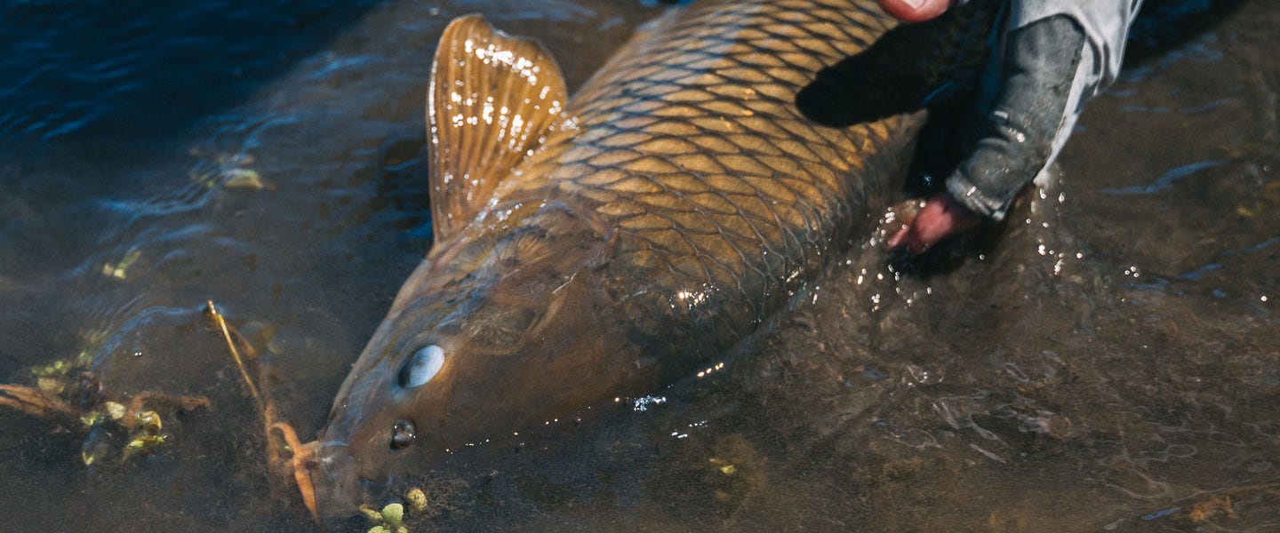 How do you catch carp on a fly rod?