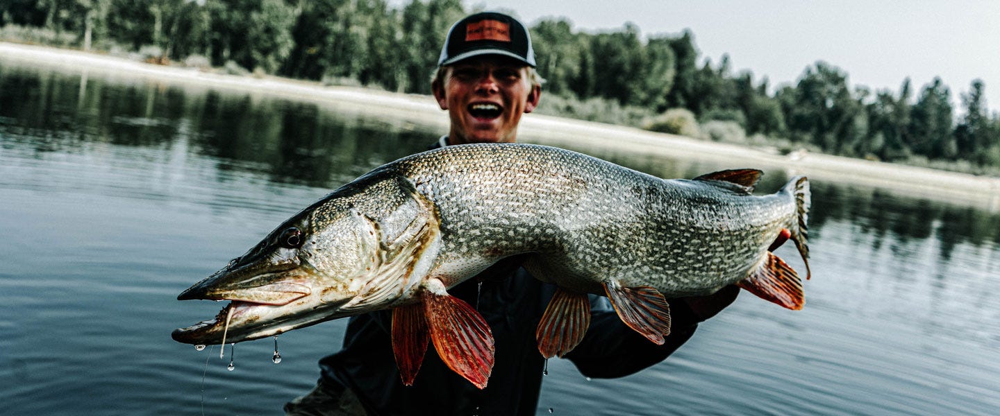 Esox Lucius - The Search for a 40 Montana River Pike