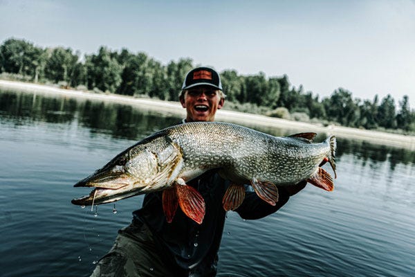 Esox Lucius - The Search for a 40" Montana River Pike