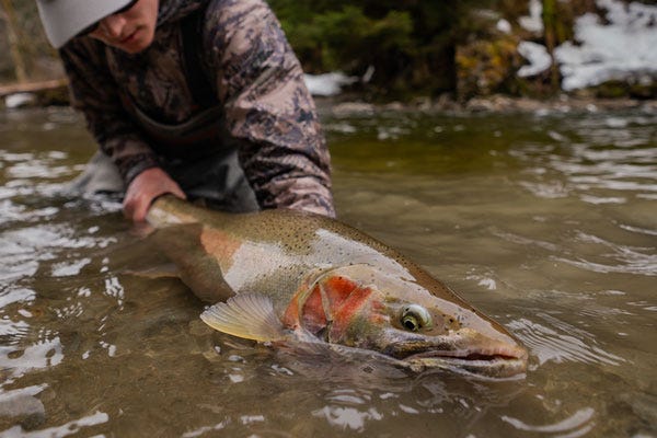 Man holding a steelhead trout in the water in British Columbia