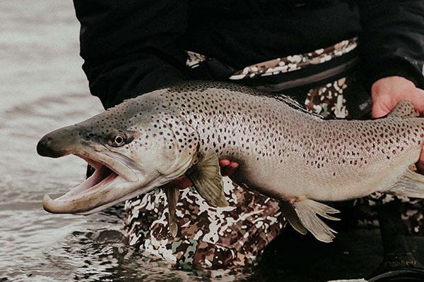 Fishing Stillwater for Giant Brown Trout