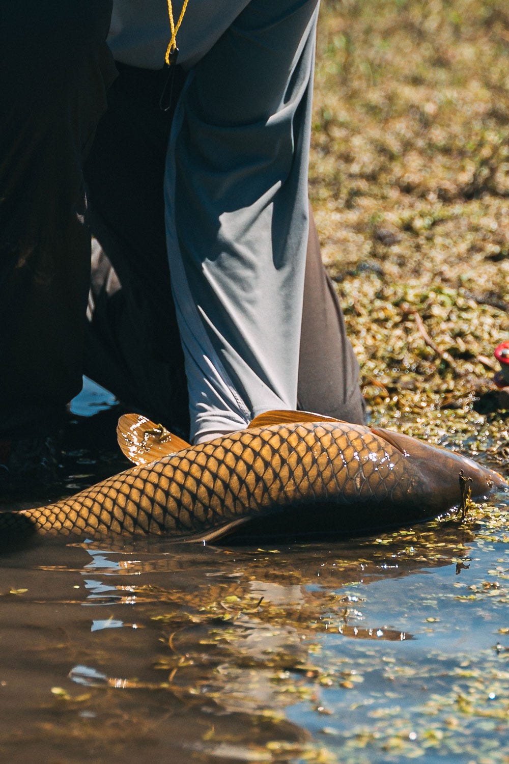Carp Fishing Tips for Big Rivers - On The Water
